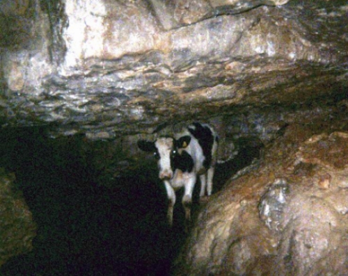 This is a Cow