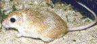 Stop Gerbil Abuse